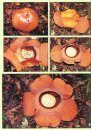 Rafflesia of the World