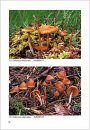 Fungi non Delineati 23: Studies in Galerina - Galerinae Flandriae (1)
