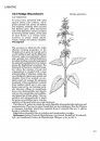 Medicinal Flora of Britain and Northwestern Europe