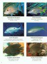 Reef Fish In-A-Pocket Waterproof Mini-Books: Florida, Caribbean, Bahamas