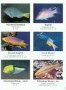 Reef Fish In-A-Pocket Waterproof Mini-Books: Florida, Caribbean, Bahamas