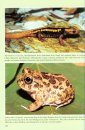 An Introduction to the Amphibians and Reptiles of Tropical Asia