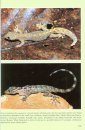 An Introduction to the Amphibians and Reptiles of Tropical Asia