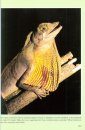 An Introduction to the Amphibians and Reptiles of Tropical Asia