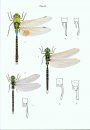 A Guide to the Dragonflies of Borneo