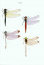 A Guide to the Dragonflies of Borneo