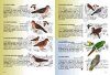 Guía para la Identificación de Aves de Iguazú: Y Otras Áreas de Misiones [Guide to the Identification of Birds of Iguazú and other Mission Areas]