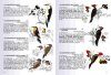 Guía para la Identificación de Aves de Iguazú: Y Otras Áreas de Misiones [Guide to the Identification of Birds of Iguazú and other Mission Areas]