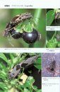 Terrestrial Heteropterans: A Field Guide to Japanese Bugs, Volume 1 [Japanese]