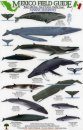 Mexico Field Guides: Baja California - Sea of Cortez - Pacific Coast: Marine Mammals [English / Spanish]
