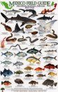 Mexico Field Guides: Baja California - Sea of Cortez - Pacific Coast: Reef Fish [English / Spanish]