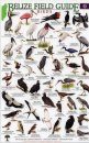 Belize Field Guides: Birds [English / Spanish}