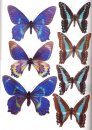 Butterflies of the Solomon Islands