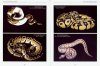 Python regius: Der Konigspython [Python regius: The Ball Python]