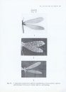Neuroptera Fauna of North-East India