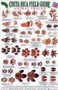 Costa Rica Field Guide: Animal Tracks [English / Spanish]