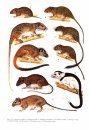 Mammals of the Neotropics: Volume 3
