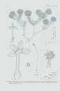 The Cape Genus Lachnaea (Thymelaeaceae)