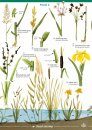 Guide to Commoner Water Plants