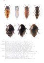 Folia Heyrovskyana, Supplement 10: An Illustrated Summary of the Higher Classification of the Superfamily Buprestoidea (Coleoptera)