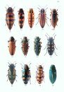 Folia Heyrovskyana, Supplement 10: An Illustrated Summary of the Higher Classification of the Superfamily Buprestoidea (Coleoptera)