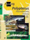 Polypterus: Flösselhechte/Bichirs