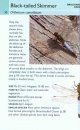 Collins Gem Guide: Insects