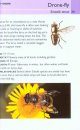 Collins Gem Guide: Insects