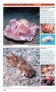 Mediterranean and Atlantic Invertebrate Guide