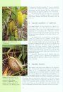 A Guide to the Pitcher Plants of Peninsular Malaysia