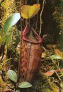 A Guide to the Pitcher Plants of Peninsular Malaysia