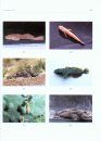 The Endemic Fishes of Lake Baikal