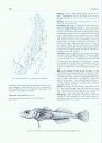The Endemic Fishes of Lake Baikal