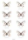 Butterflies of the World, Part 13: Papilionidae VII, Parnassius apollo I Plates