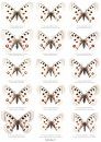 Butterflies of the World, Part 13: Papilionidae VII, Parnassius apollo I Plates