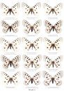 Butterflies of the World, Part 13: Papilionidae VII, Parnassius apollo I Plates