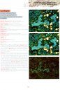 Atlas of Non-Silicate Minerals in Thin Section