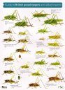 Guide to British Grasshoppers and Allied Insects