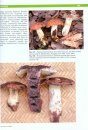 Tanzanian Mushrooms