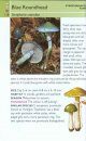 Collins Gem Guide: Mushrooms