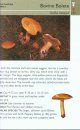 Collins Gem Guide: Mushrooms