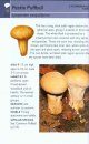 Collins Gem Guide: Mushrooms
