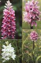 Britain's Orchids