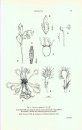 Flora del Paraguay, Volume 35: Droseraceae