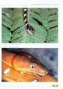 Amphibien und Reptilien in Peru [Amphibians and Reptiles in Peru]