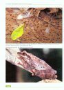 Amphibien und Reptilien in Peru [Amphibians and Reptiles in Peru]