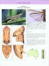 A Guide to Australian Grasshoppers and Locusts
