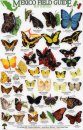 Mexico Field Guides: Butterflies