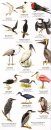 Panama Wildlife Guide: Birds [English / Spanish]