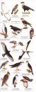Panama Wildlife Guide: Birds [English / Spanish]